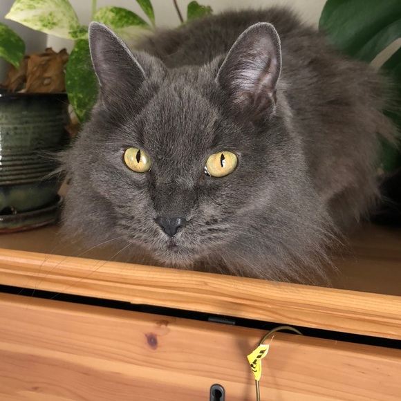 Donated - Sam Edelman 60% Wool Pea Coat - Picture 6 of 6